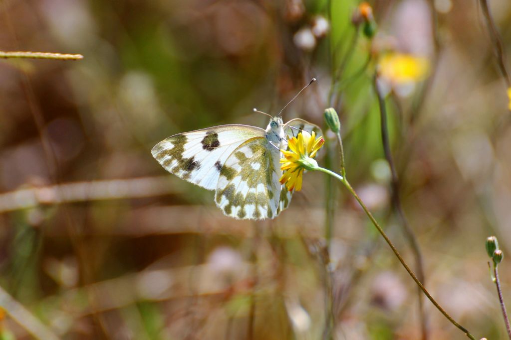 Pontia edusa?